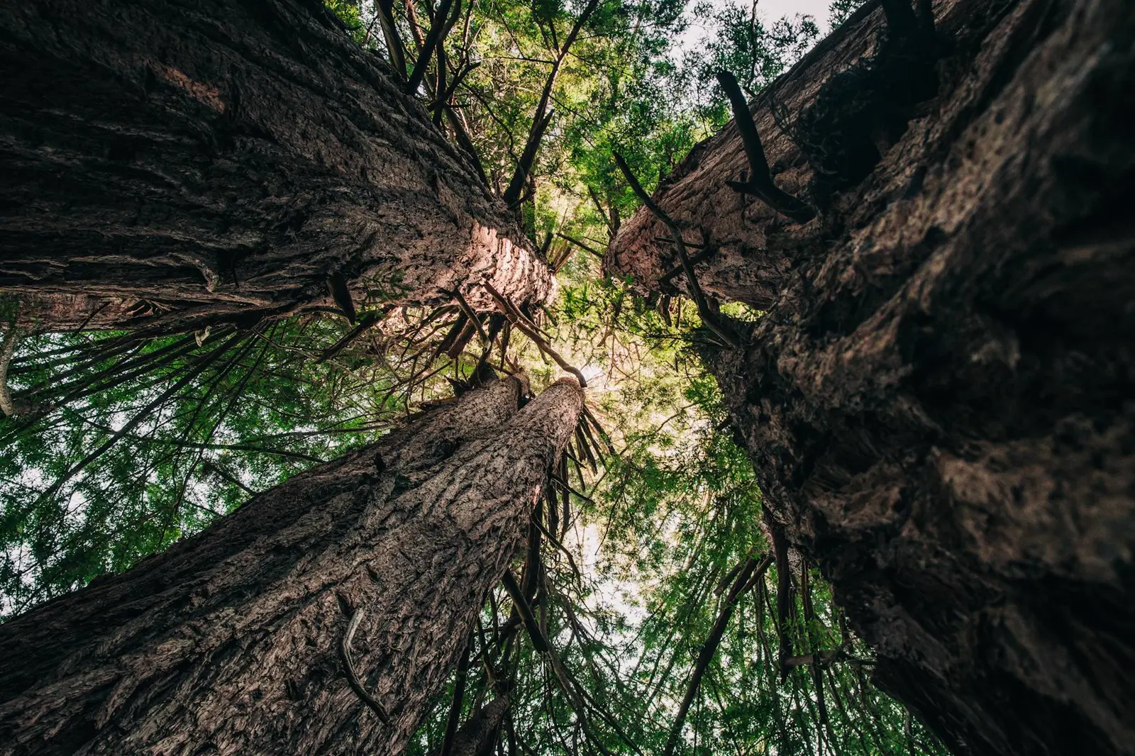 Bosque nativo para compensación ambiental